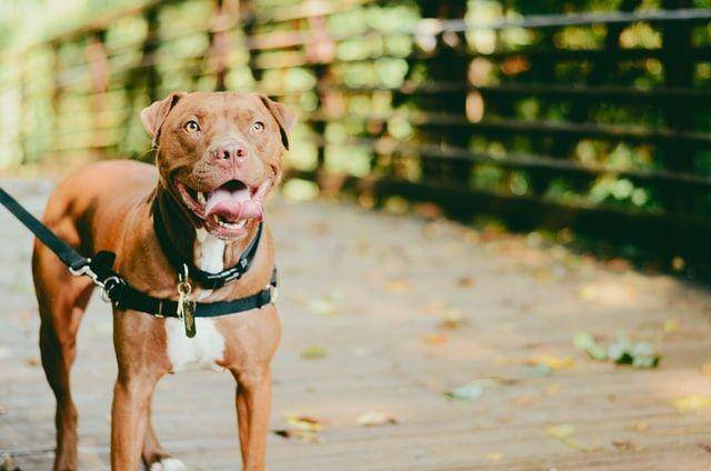 ilustrasi anjing (unsplash.com/Christian Bowen)