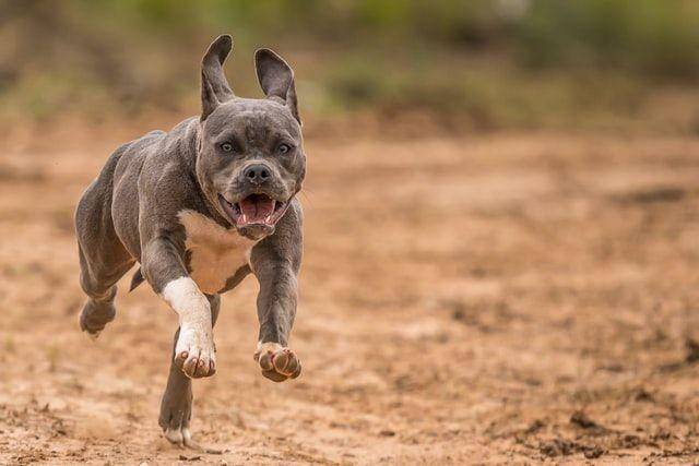 ilustrasi anjing (unsplash.com/Duncan Sanchez)