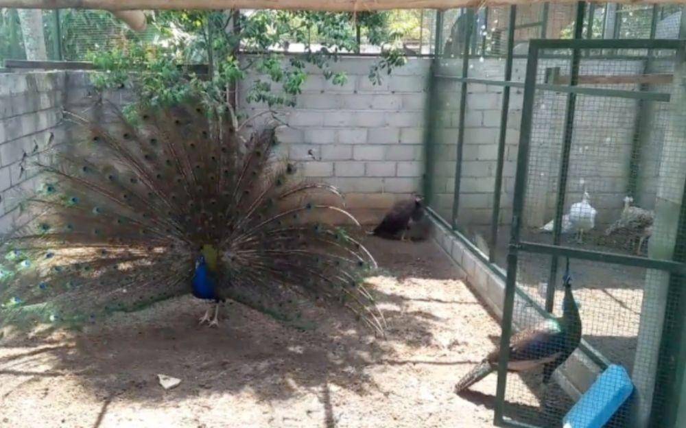 Burung merak hijau yang ditangkarkan warga Ponorogo. Dok.IDN Times/Istimewa.