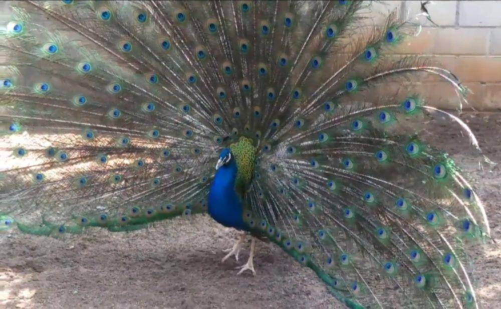 Burung merak yang ditangkarkan warga Ponorogo.Dok. IDN Times/Istimewa.
