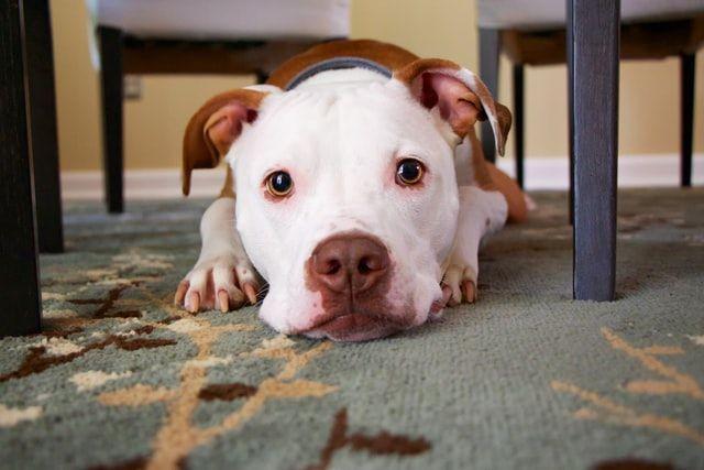 5 Fakta Unik Pitbull, Ternyata Bukan Ras Anjing!