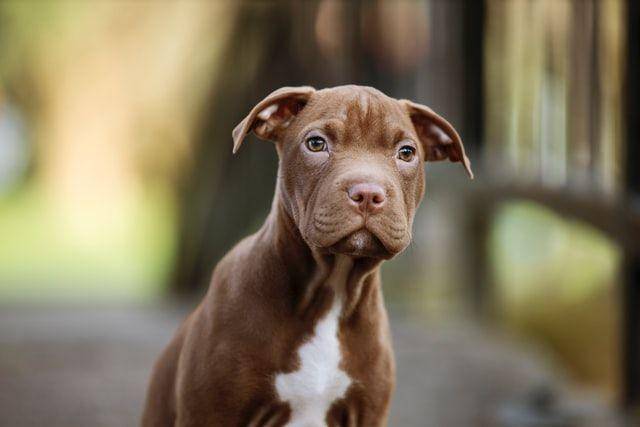ilustrasi anjing (unsplash.com/Phil Botha)