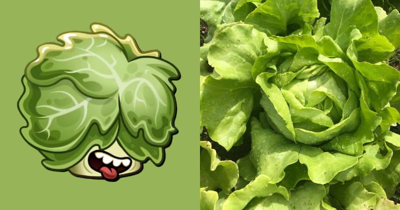 karakter Headbutter Lettuce dan ilustrasi sayur butter lettuce (dok. PopCap Games/Plants vs. Zombies 2 | instagram.com/maedayfarm)