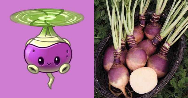 karakter Rotobaga dan ilustrasi sayur rutabaga (dok. PopCap Games/Plants vs. Zombies 2 | highmowingseeds.com)