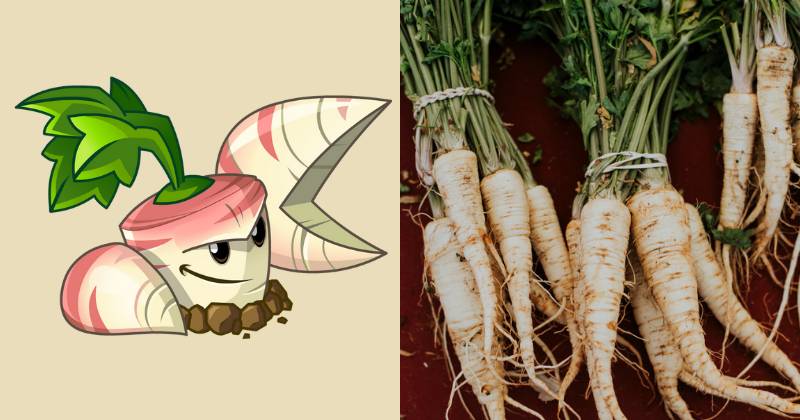 karakter Parsnip dan ilustrasi sayur parsnip (dok. PopCap Games/Plants vs. Zombies 2 | freepik.com/rawpixel.com)