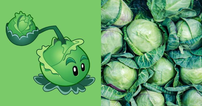 karakter Cabbage-pult dan ilustrasi kubis (dok. PopCap Games/Plants vs. Zombies 2 | unsplash.com/Natasha Skov)