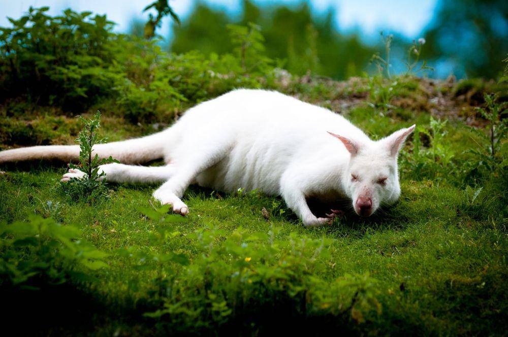 Kanguru albino termasuk spesies langka di dunia fauna. (unsplash.com/Daniel Norin)