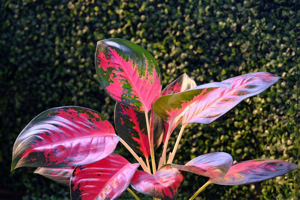 tanaman aglaonema (pixabay.com/hartono subagio)
