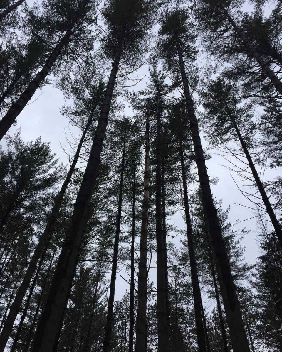 Randolph Forest (instagram.com/becoming_vermont)