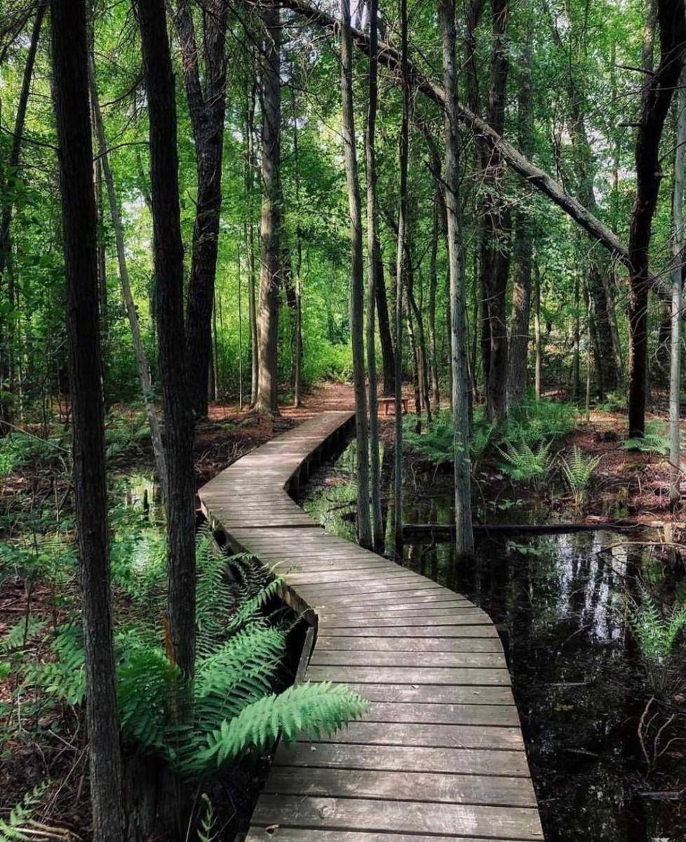 Pine Barrens (instagram.com/njdigest)