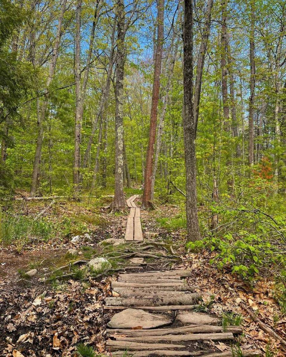 Robinson Woods (instagram.comnoelbonam)
