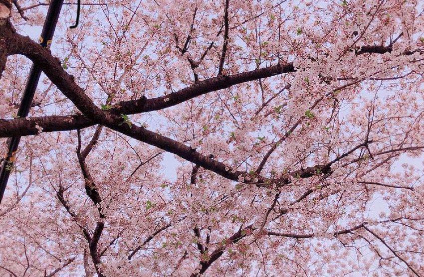 Hanami (instagram.com/nanamijapan773)