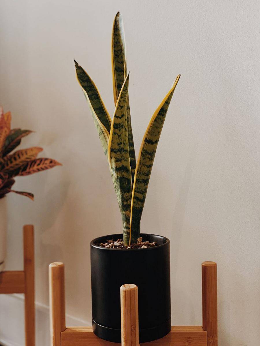 tanaman Sansevieria (unsplash.com/Madalyn Cox)