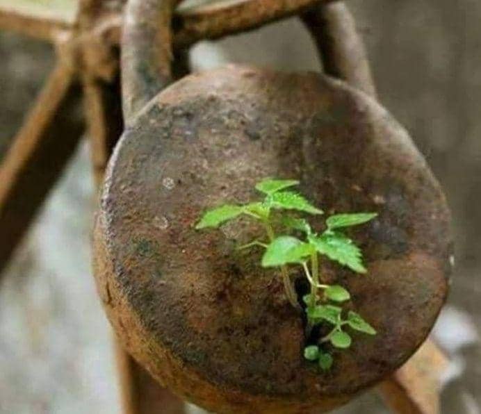 potret tanaman tumbuh di tempat tak biasa (reddit.com/escuremb))