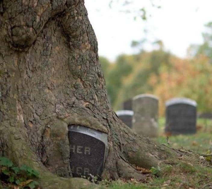 potret tanaman tumbuh di tempat tak biasa (reddit.com/sortoffrightening)