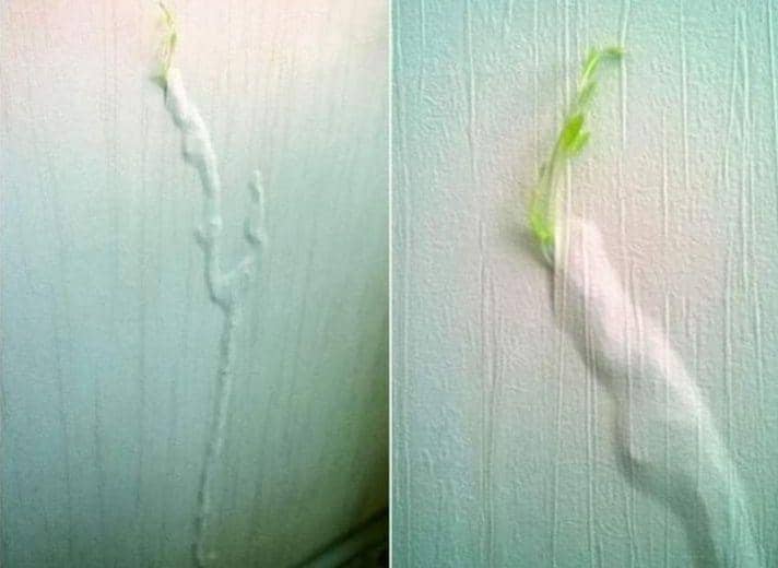 potret tanaman tumbuh di tempat tak biasa (reddit.com/2manytoys)