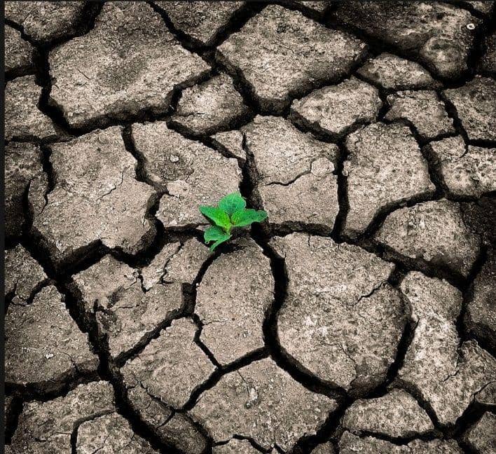 potret tanaman tumbuh di tempat tak biasa (reddit.com/saltybarbara)