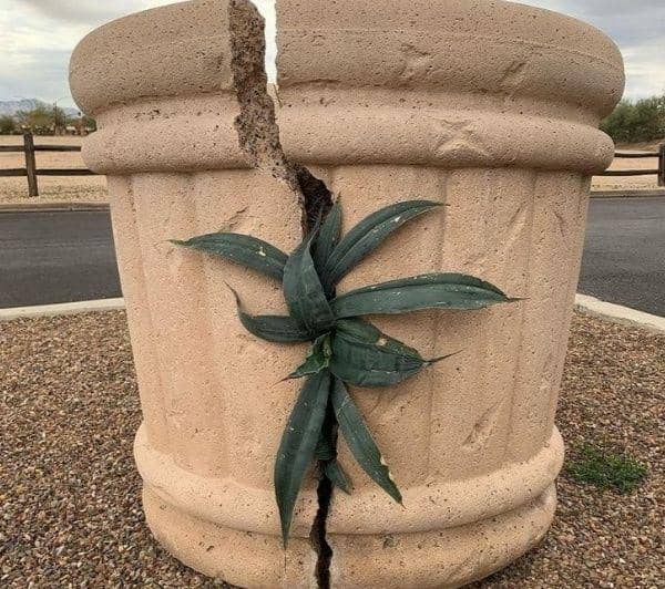 potret tanaman tumbuh di tempat tak biasa (instagram.com/leakgigs)