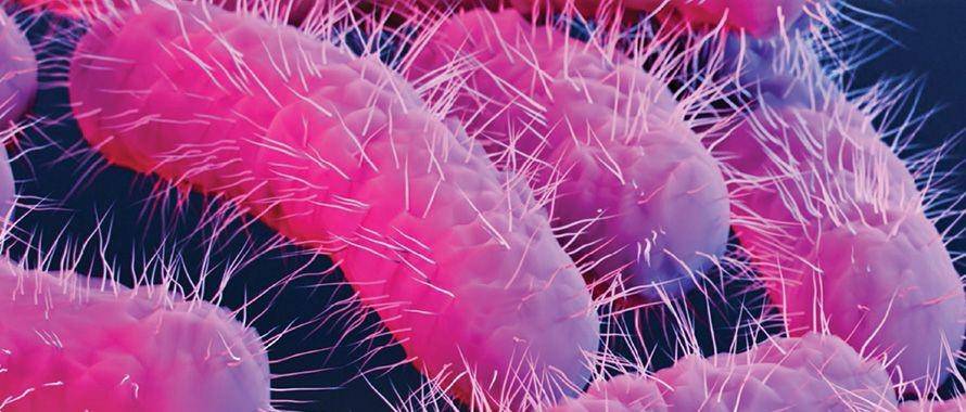 ilustrasi bakteri Shigella penyebab disentri (cdc.gov)