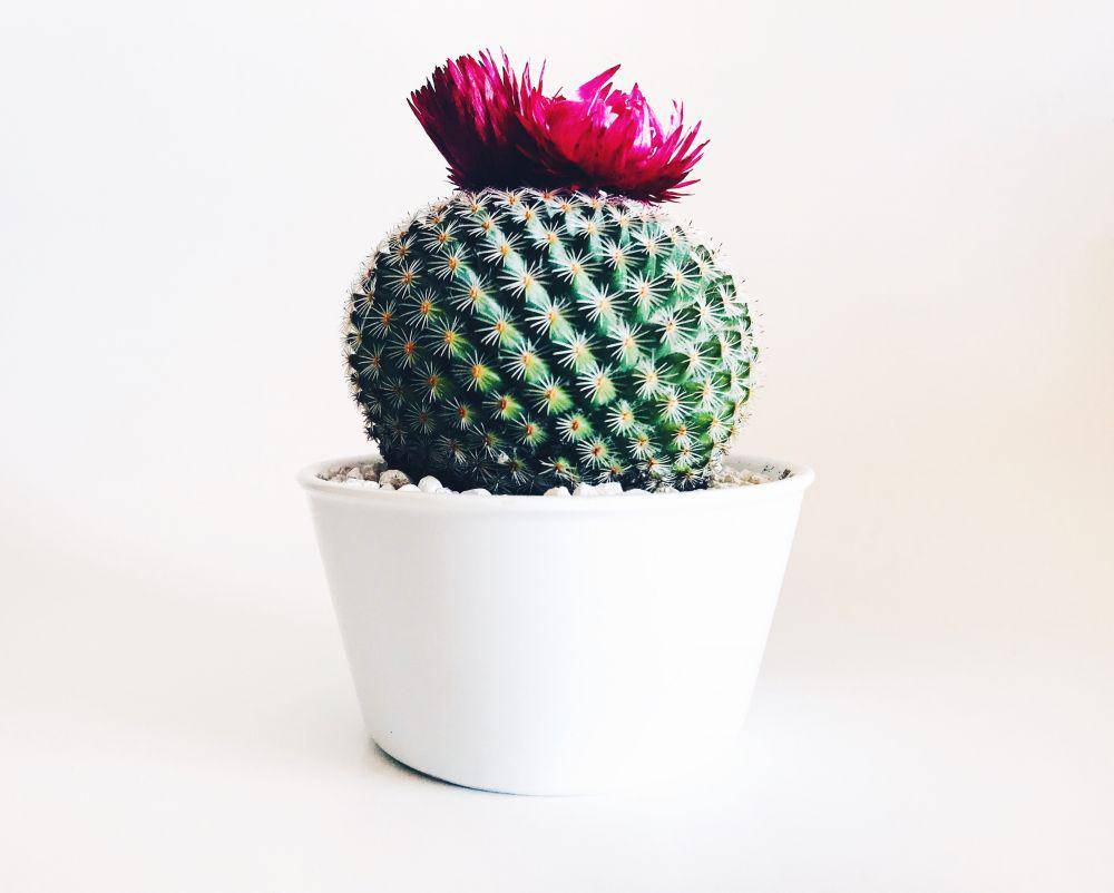 kaktus (unsplash.com/Stephanie Harvey )