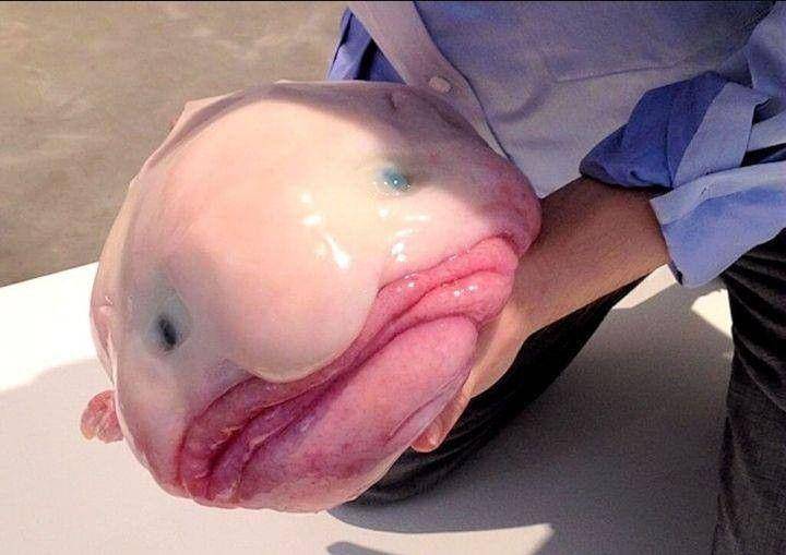 Blobfish (instagram.com/ardiyansyah_404)