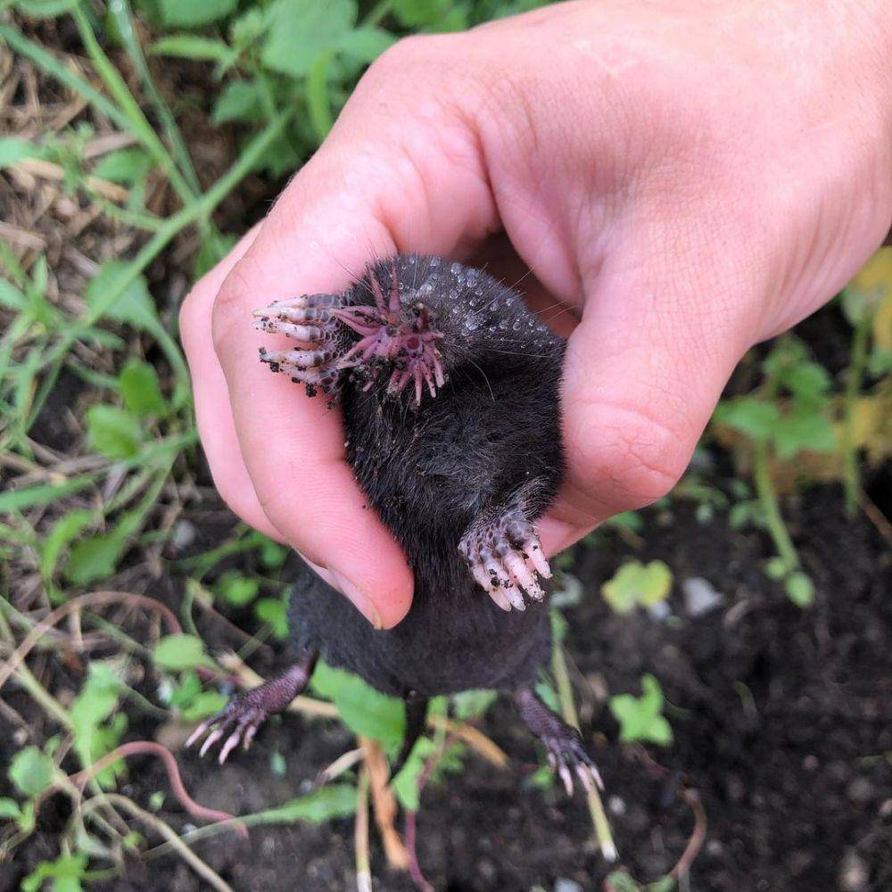 Tikus Star Nosed Mole (instagram.com/candicrunk_)