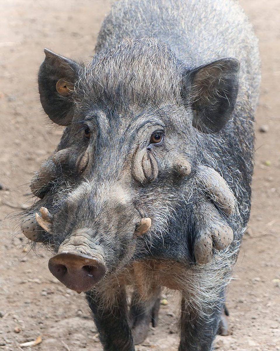Babi Kutil (instagram.com/taman_safari)