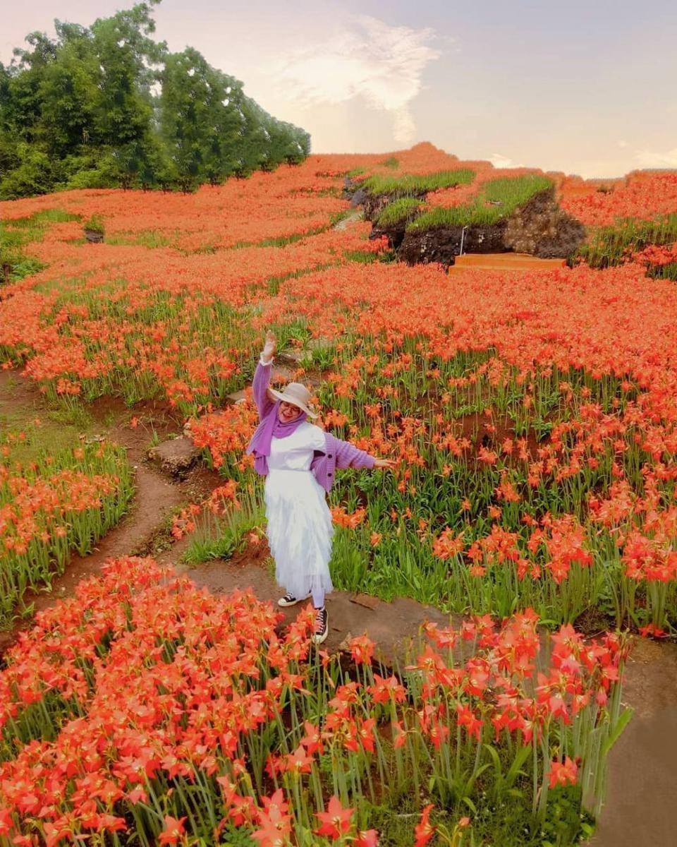 Kebun Bunga Amarilis (instagram.com/anjani_deasy)