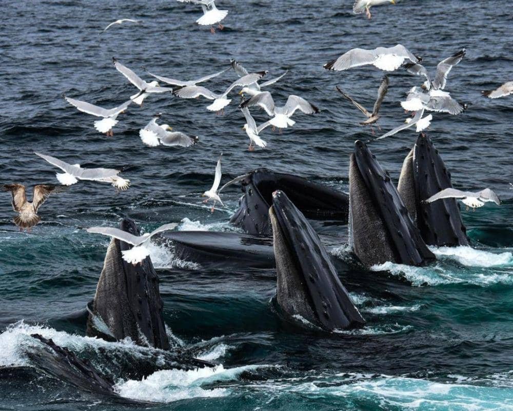 5 Destinasi Wisata di Massachusetts yang Bikin Liburan Makin Happy