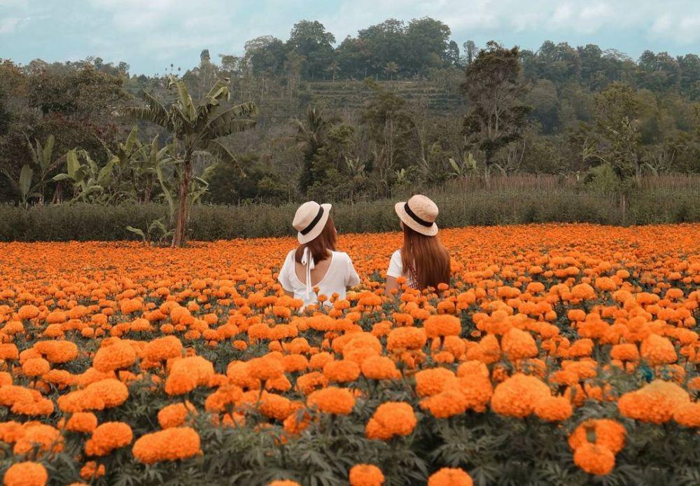 10 Kebun Bunga Tersembunyi Paling Cantik di Indonesia, Pernah ke Sini?