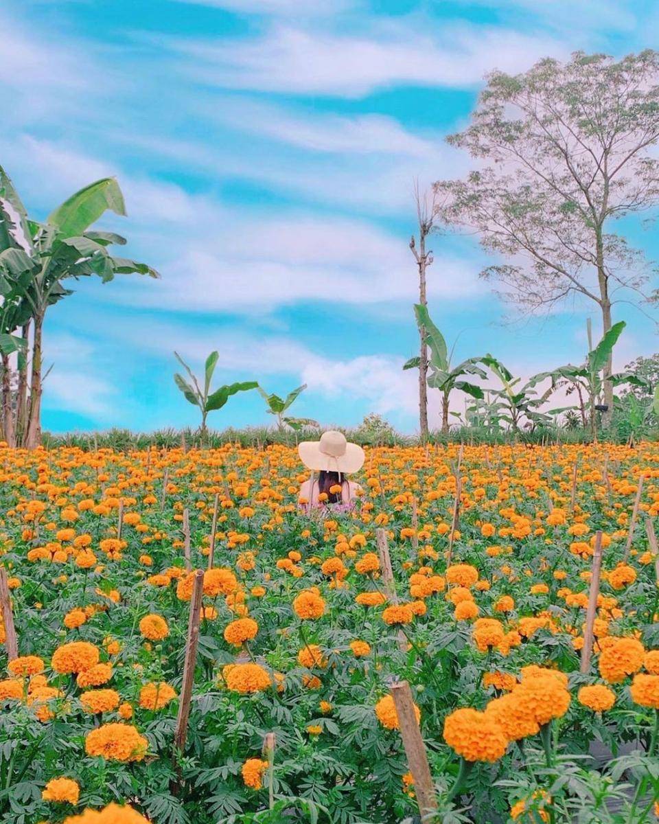 Taman Bunga Gemitir (instagram.com/carissa_wei)