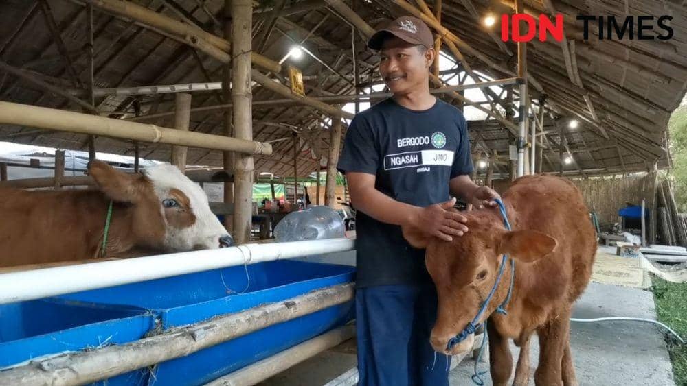 Peternak sapi di Desa Sawahan, Boyolali menunjukkan hewan ternaknya. IDNTimes/Larasati Rey