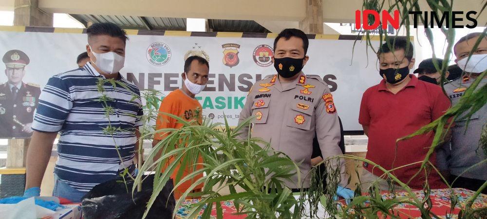 Petani Tasik Nekad Tanam Ganja, karena Berpengalaman Tanam Cabai