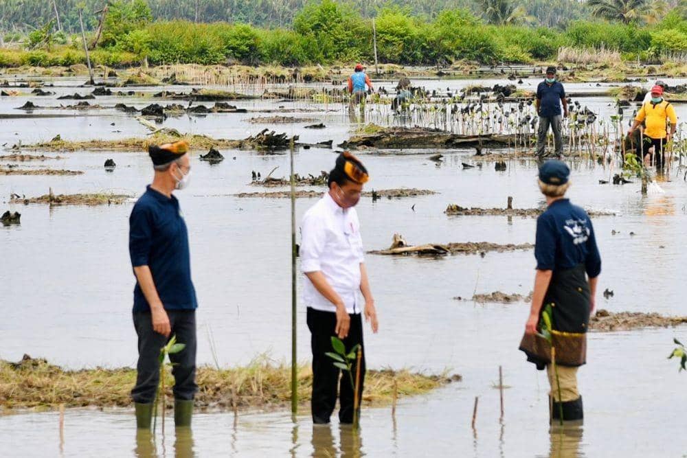Jokowi Targetkan Rehabilitas Mangrove di Kaltara Selesai 3 Tahun