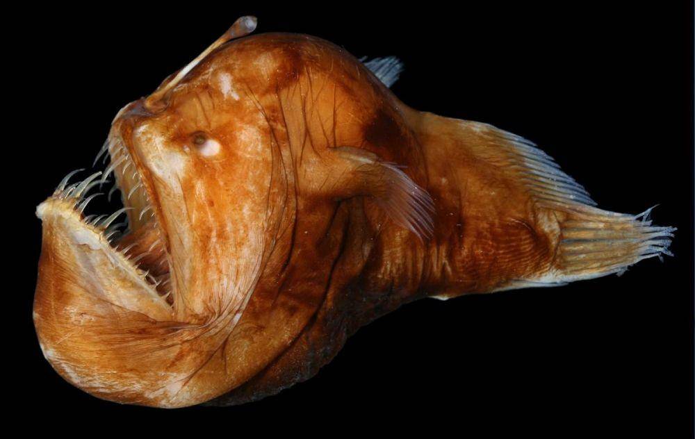 Anglerfish yang memiliki antena bercahaya (dok. Oceana)