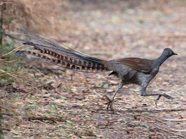 ilustrasi burung lyrebird (ebird.org)