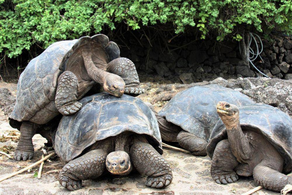Spesies kura-kura galapagos yang keberadaannya dilindungi. (unsplash.com/Deb Dowd)