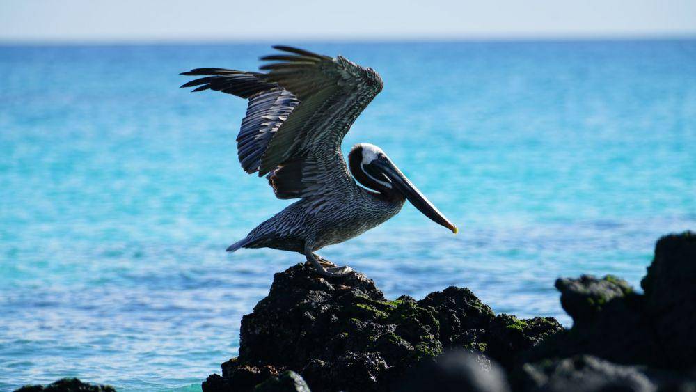 Spesies yang terdapat di Galapagos sering dijadikan media riset bagi ilmuwan. (unsplash.com/Mac Gaither)