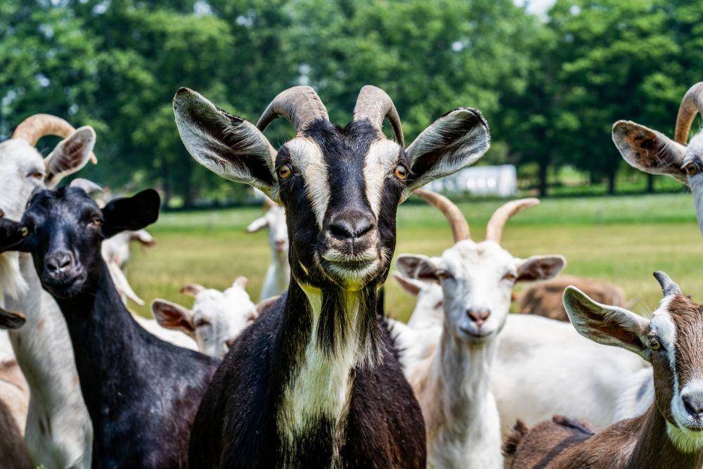 Kambing adalah spesies asing di Galapagos yang awalnya dibawa dari luar. (unsplash.com/Chris Robert)