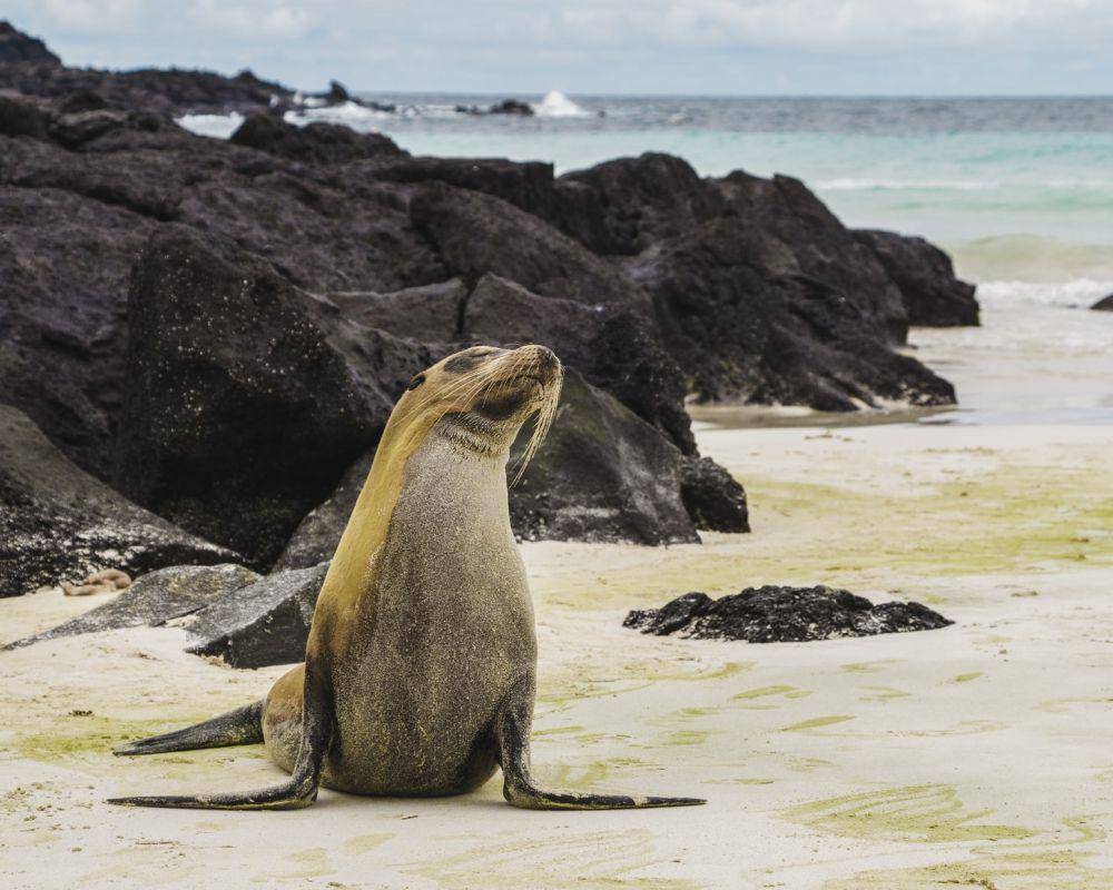 Singa laut di Kepulauan Galapagos yang populasinya terus dijaga. (unsplash.com/Amy Perez)