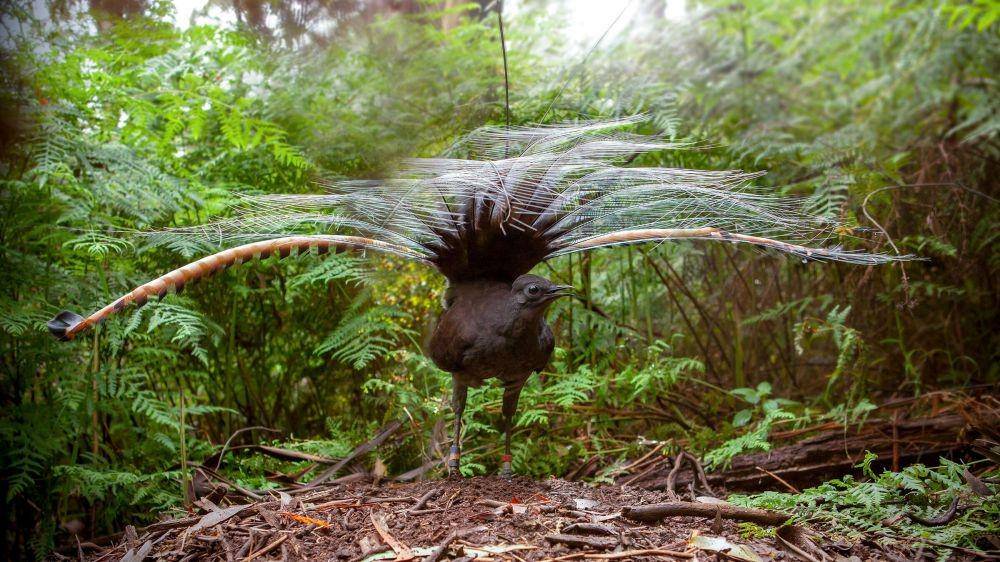 ilustrasi burung lyrebird (audubon.org)
