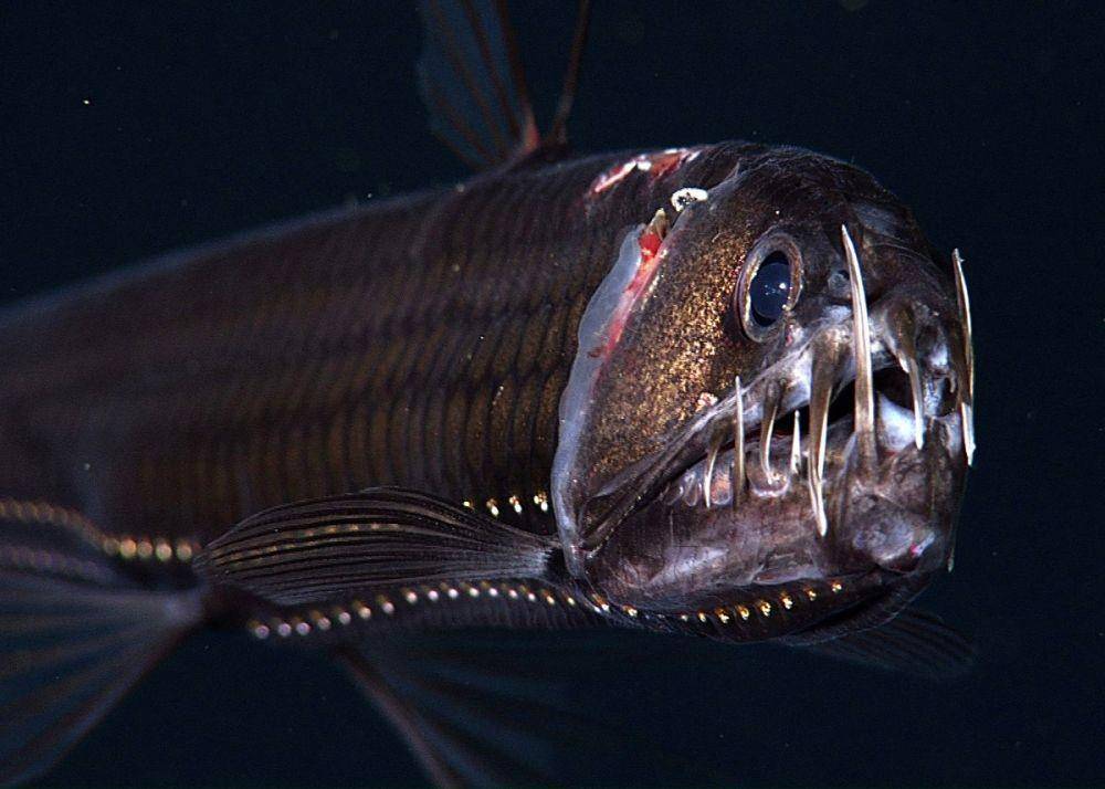Ikan viper Pasifik yang memiliki gigi tajam yang panjang (dok. MBARI)