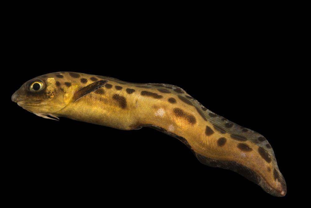 Belut cusk yang hidup di dasar laut dalam (dok. National Geographic)