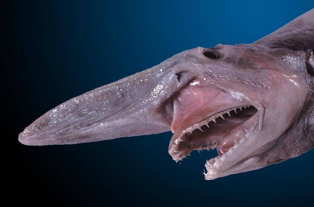 Moncong hiu goblin yang bisa memanjang (dok. Smithsonian Ocean)