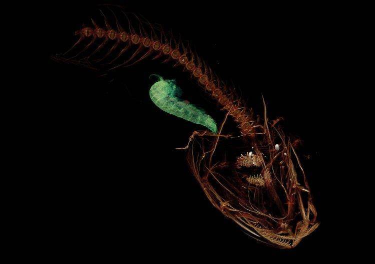 Kamu bisa melihat bagian dalam tubuh snailfish (dok. University of Washington)