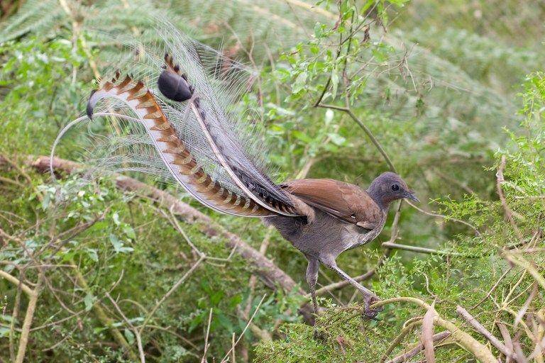 ilustrasi burung lyrebird (ornithology.com)