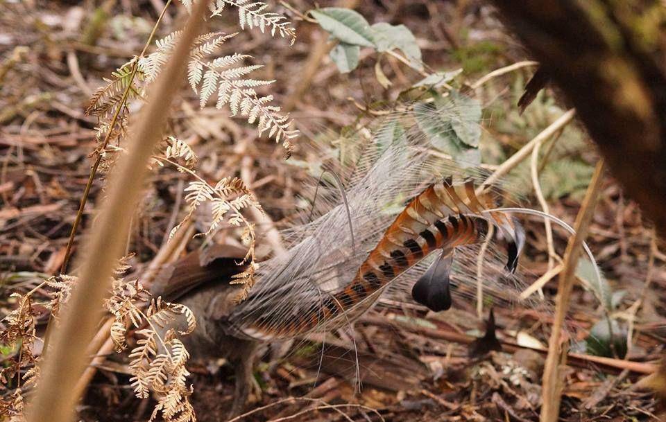 ilustrasi burung lyrebird (climatewatch.org.au)