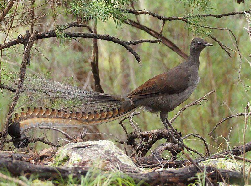 ilustras burung lyrebird (australian.museum)