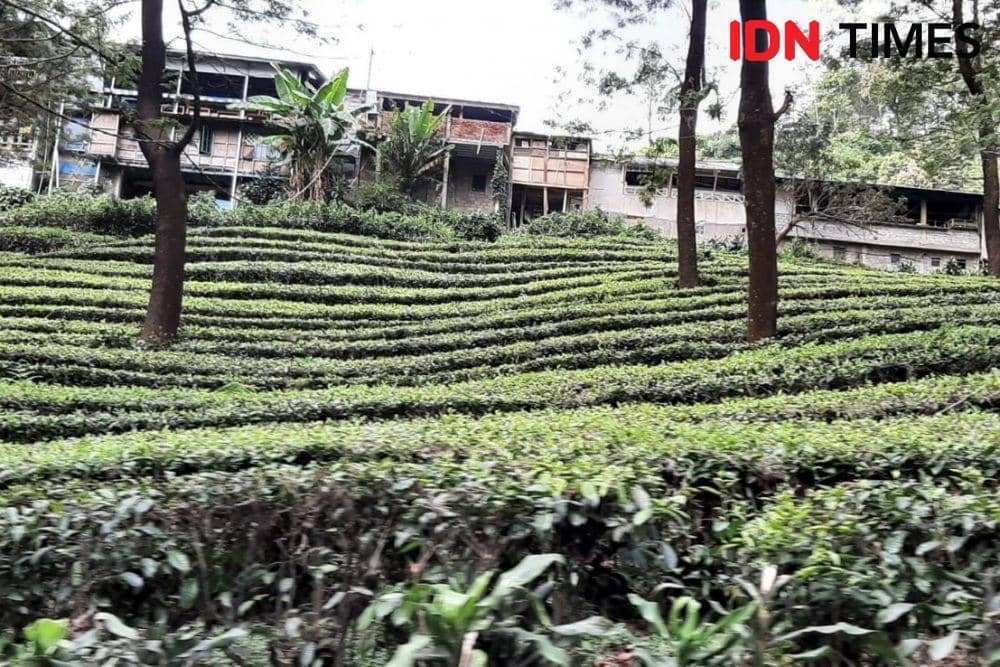 Suasana Jalan Raya Puncak, Bogor. (IDN Times/Sunariyah)