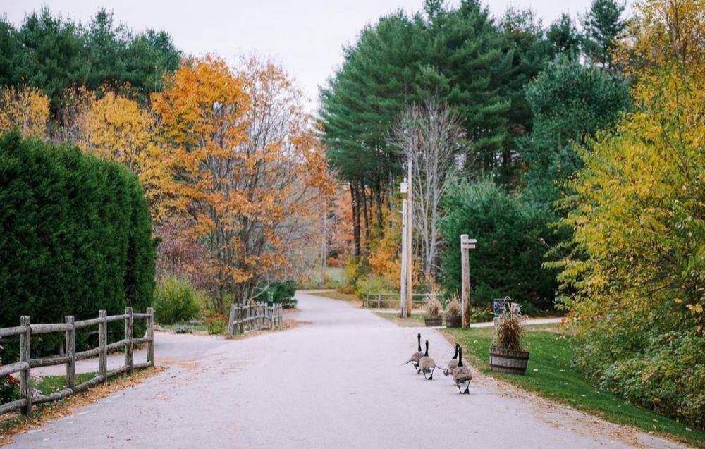 Maine Wildlife Park (instagram.com/mainewildlifepark)
